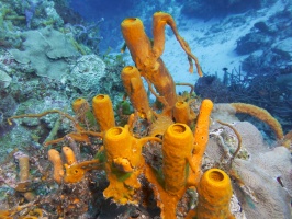 Yellow Tube Sponge IMG 5116